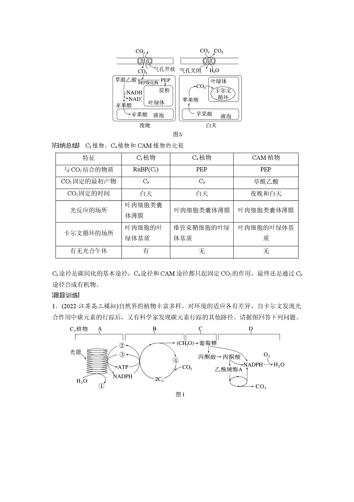第三单元 解惑练1　C3植物、C4植物和CAM植物.docx 第2页