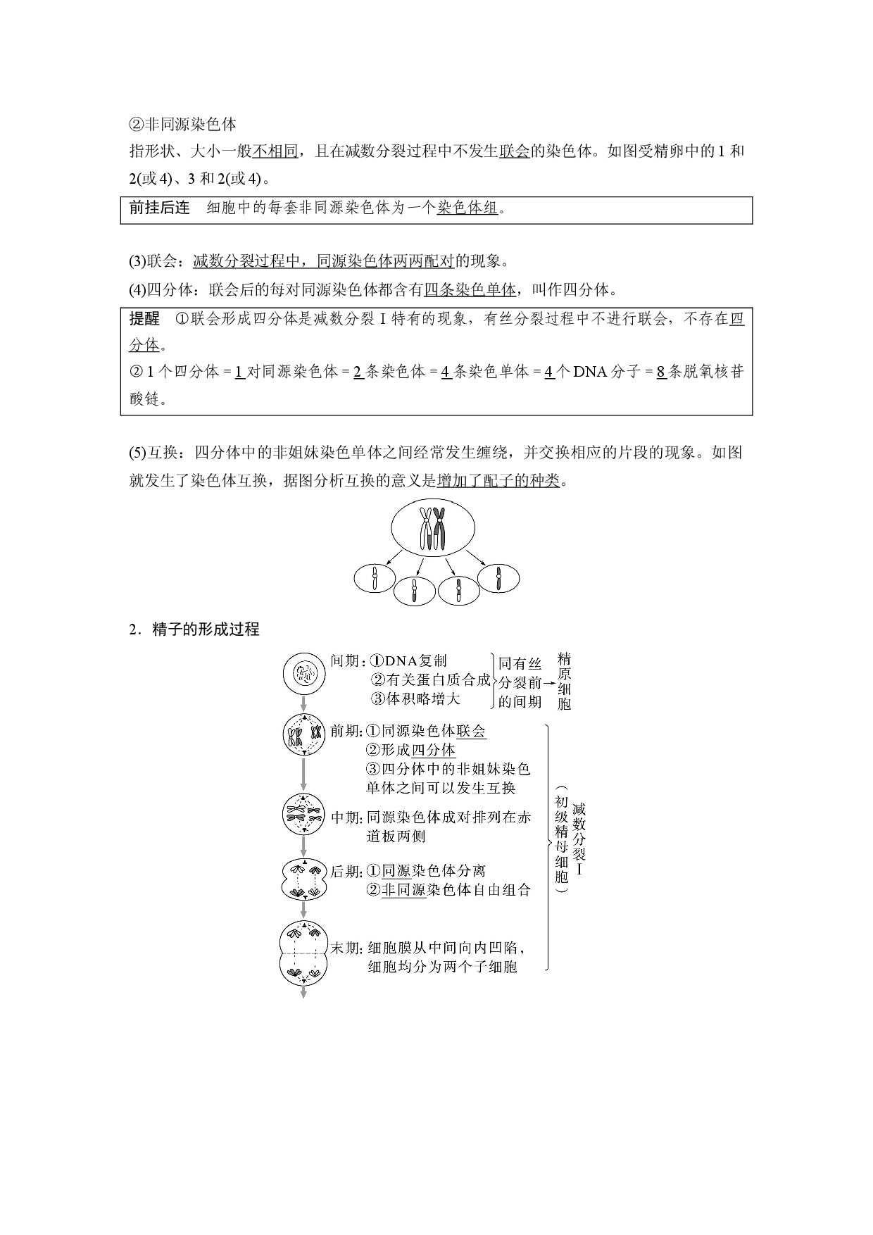 第四单元 第3课时　减数分裂和受精作用的过程分析.docx 第2页