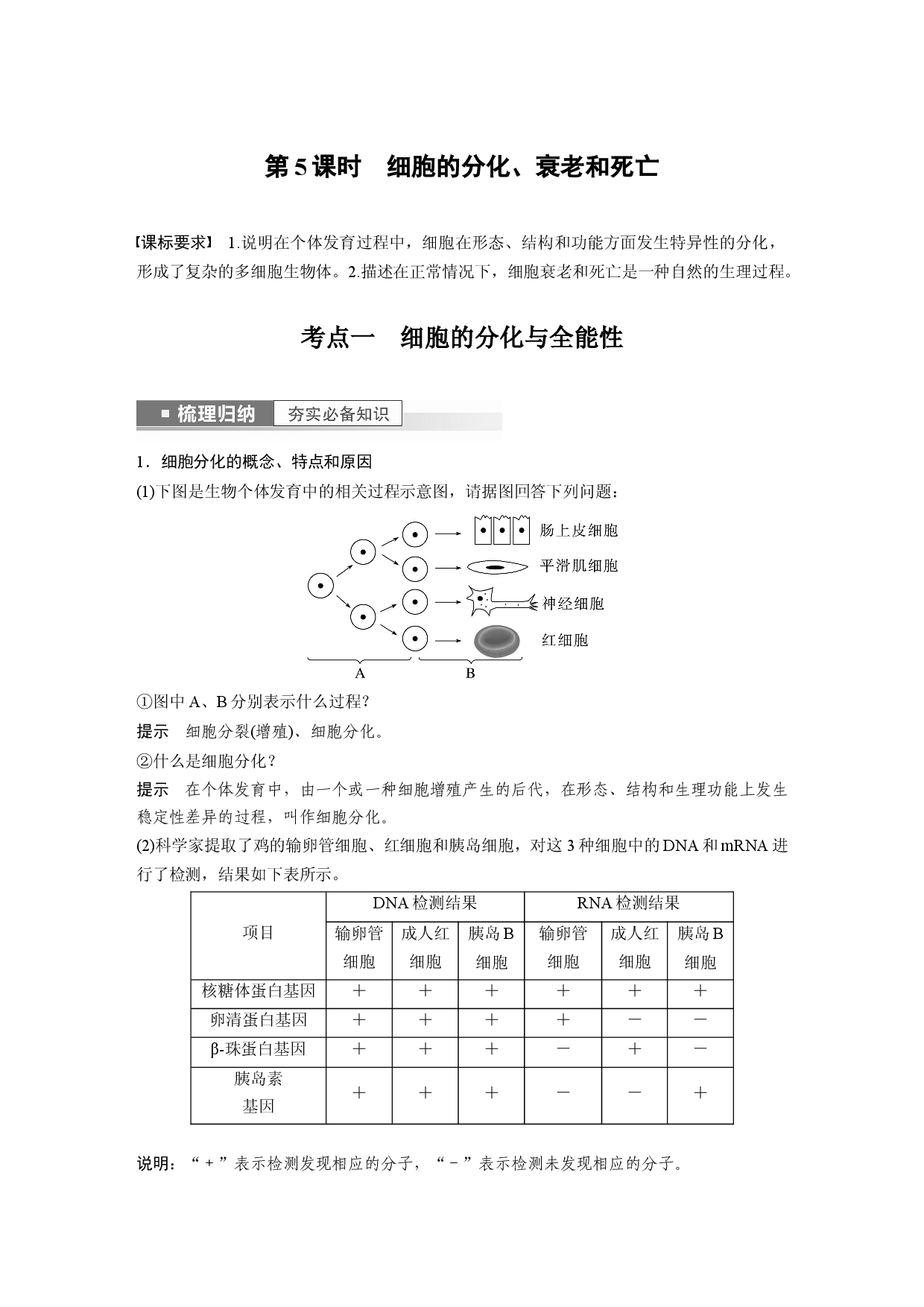 第四单元 第5课时　细胞的分化、衰老和死亡.docx 第1页
